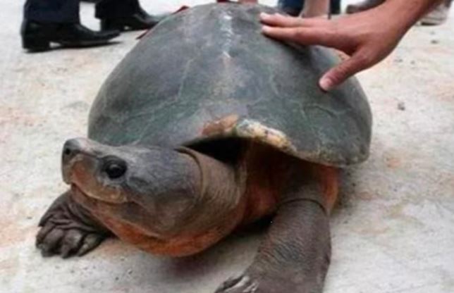 Khai quật mộ cổ 2.000 năm, giật mình thấy sinh vật sống bên trong bò ra