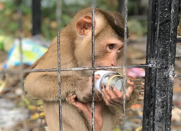 Ra mắt mạng lưới phóng viên điều tra phòng, chống buôn bán động vật hoang dã trái phép