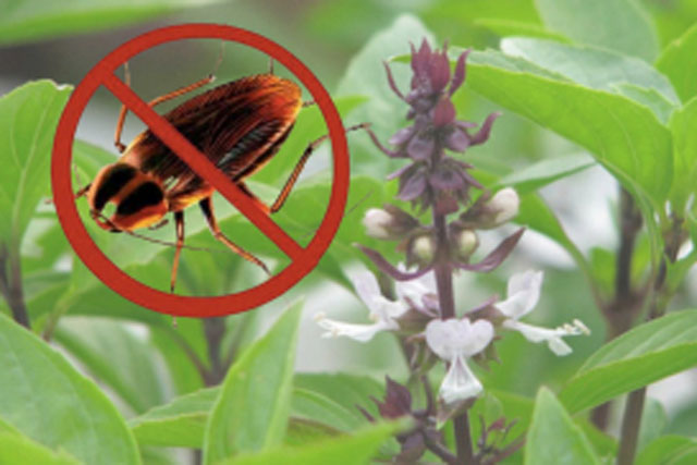 5 loại cây đuổi gián mạnh gấp 100 lần bình xịt một đi không quay lại, nhà nào cũng nên trồng 1 cây