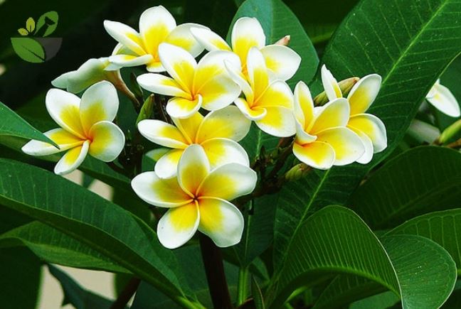 5 loại cây trồng trong âm trạch, tổ tiên phù hộ, con cháu hưởng phúc lành