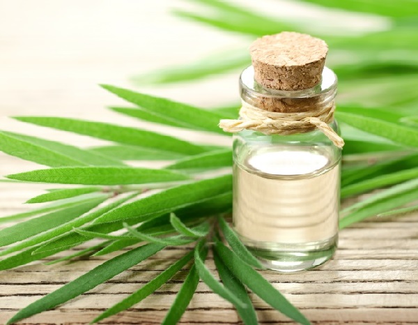 Bí quyết trị sẹo lồi từ tinh dầu tràm, vừa đơn giản vừa tiết kiệm chi phí