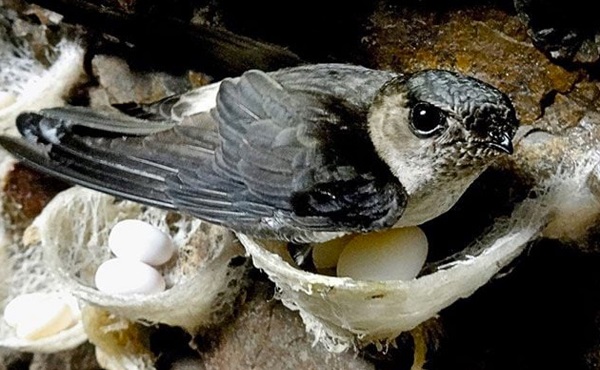 Các cụ bảo: Nhà có 3 con động vật này bay vào nhà, tài lộc kéo đến nườm nượp, phước lanh nhiều đầy ắp