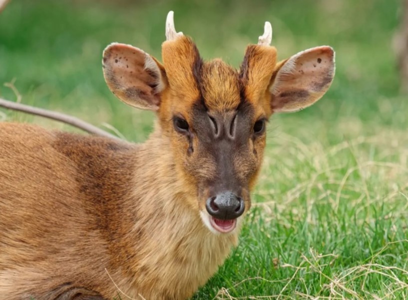 Loài hươu sở hữu gương mặt đáng sợ như quái vật ngoài hành tinh