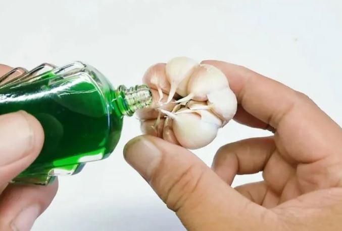 Nhỏ vài giọt dầu gió lên tỏi: Mẹo hay cả nam và nữ đều cần, biết công dụng rồi ai cũng muốn làm thử