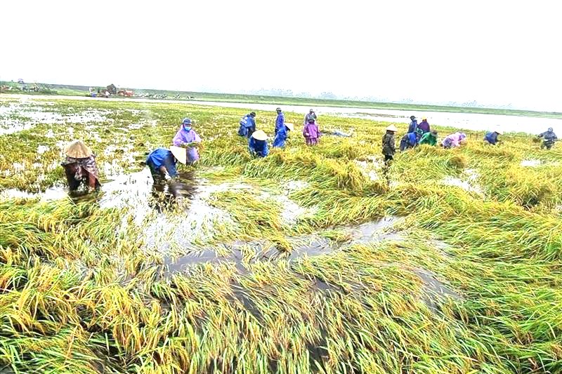 Cần hỗ trợ bảo hiểm nông nghiệp phát huy đúng tiềm lực