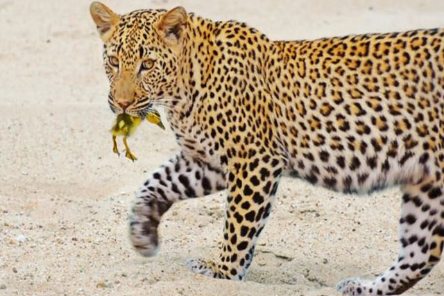 Vịt trời con thông minh lừa báo đốm, tạo ra màn thoát chết ngoạn mục