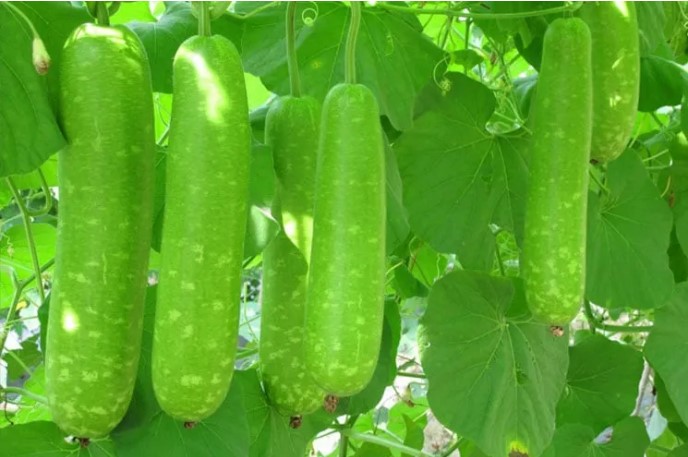 Ra chợ thấy 6 loại rau này đừng tiếc tiền mua: Vừa sạch vừa bổ lại không lo phun thuốc