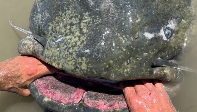 Đi câu ở con sông dài nhất Ý, bắt được 'quái thú nước ngọt' 2,8 mét: Lập luôn kỷ lục thế giới!