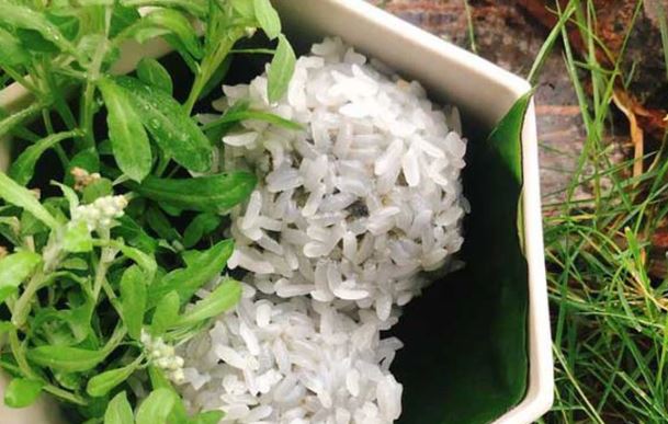 Lo&#x1EA1;i rau m&#x1ECD;c d&#x1EA1;i kh&#x1EAF;p c&#xE1;nh &#x111;&#x1ED3;ng, &#x111;&#x1B0;&#x1EE3;c d&#xF9;ng l&#xE0;m b&#xE1;nh, l&#xE0;m thu&#x1ED1;c d&#x1B0;&#x1EE1;ng ph&#x1ED5;i, h&#x1EA1; huy&#x1EBF;t &#xE1;p