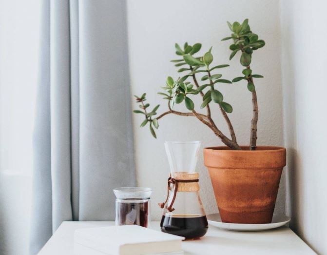 Những loại cây đặt trong phòng ngủ giúp bạn có những giấc ngủ ngon