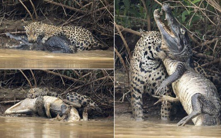 Clip: Tinh tế và dũng mãnh, báo đốm giành chiến thắng thuyết phục trước cá sấu khổng lồ