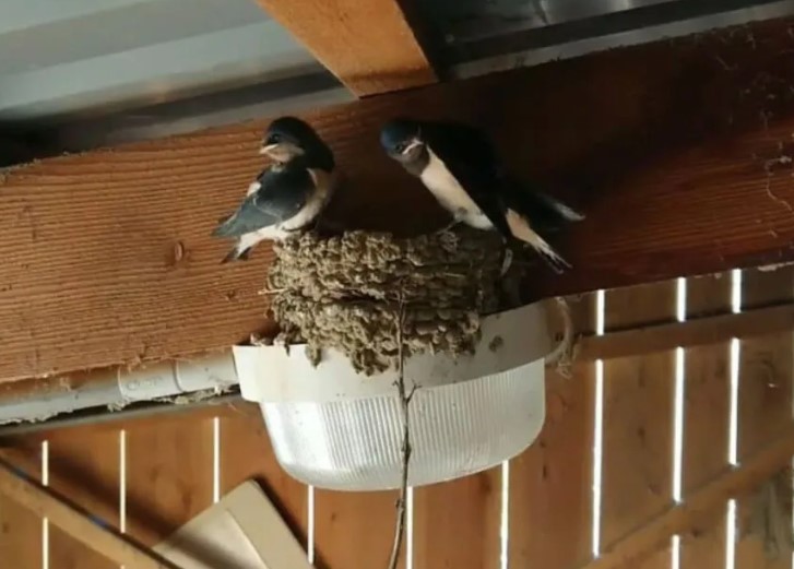 Trong nhà có 4 điều này, chúc mừng gia chủ sắp gặp vận may lớn, lộc đến ào ào