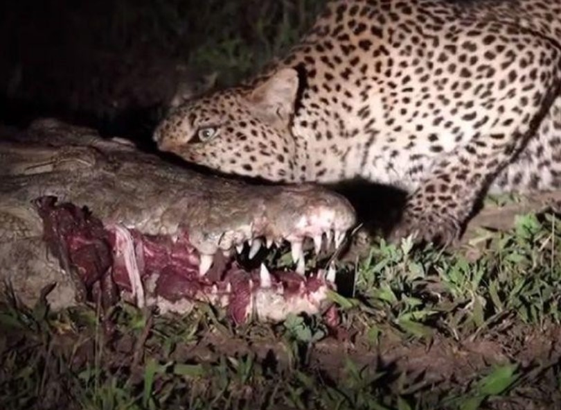 Clip: Con báo hoa mai dũng cảm nhất quả đất, "cả gan" đi cướp cả miếng thịt trong miệng con cá sấu khổng lồ