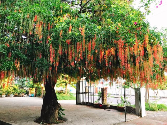 Cổ nhân truyền dạy: 7 loại cây đệ tử Thần Tài trồng trước nhà trấn giữ của cải, con cháu đời đời giàu có