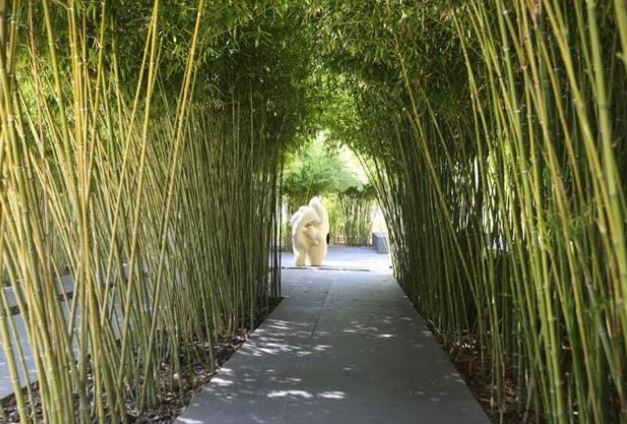 Người xưa nói trồng 6 cây này trong dương trạch, có thể đời đời thịnh vượng: Đó là những cây gì?