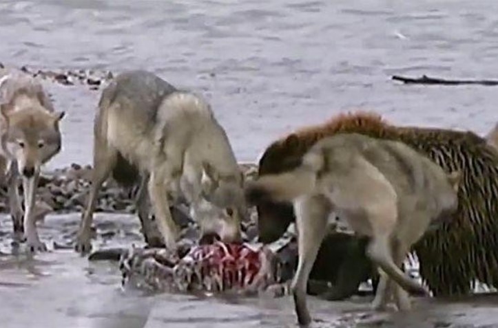 Clip: Gấu xám tử chiến với đàn sói 4 con chỉ vì "chiếc bụng đói"