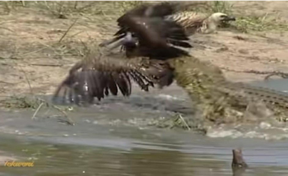 Mưu hèn kế bẩn như cò Marabou "mượn tay" cá sấu để tiêu diệt đối thủ