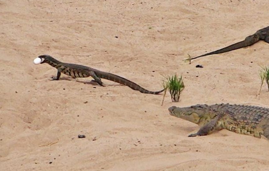 Clip: Nhiệm vụ bất khả thi - Kỳ đà trộm trứng của cá sấu