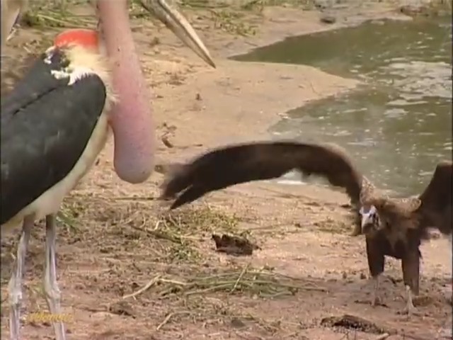 Mưu hèn kế bẩn như cò Marabou