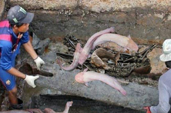 Cá trê 'dẫn lối' tới mộ cổ 2.000 tuổi, càng vào bên trong càng bất ngờ