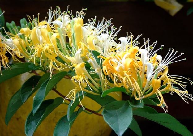 5 loại cây cảnh dưỡng người, càng nuôi càng phúc khí càng dài lâu