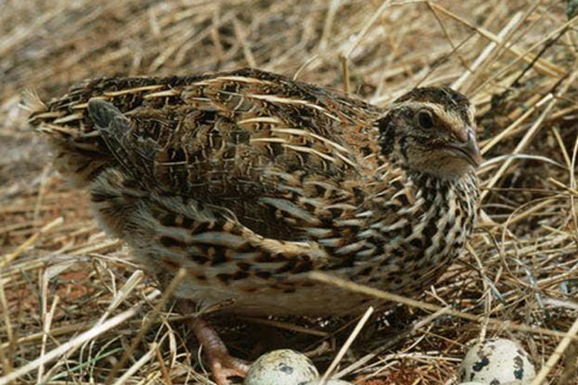 Loài chim nào 'mắn' đẻ nhất trong tự nhiên?