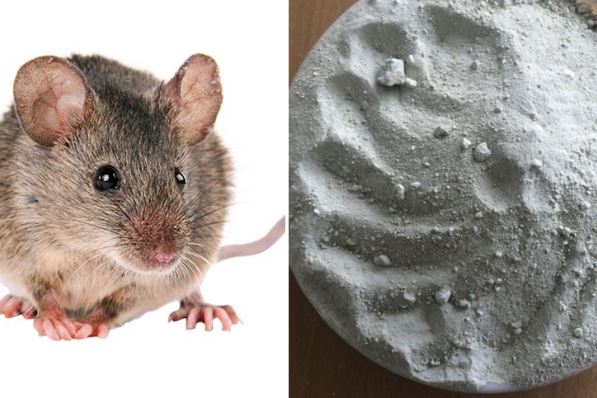 Lấy nắm gạo trộn với xi măng tưởng đùa, không ngờ đuổi được cả bầy chuột, 1 đi không trở lại