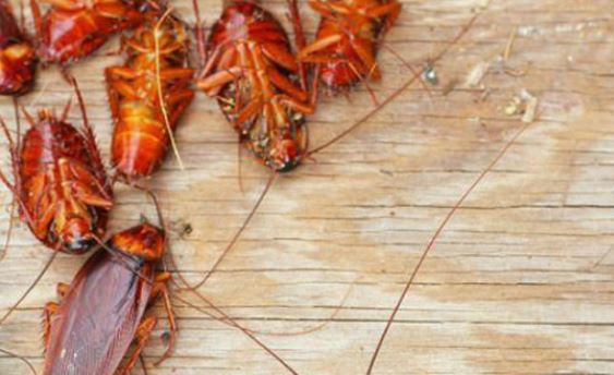 Cách đuổi gián không tốn tiền, không cần dùng hóa chất: 1 phát diệt cả trăm con, ra đi không trở lại