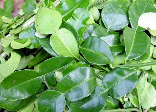 Lá chanh có tác dụng giúp trẻ lâu, ngừa ung thư, nhưng cần ghi nhớ lưu ý khi dùng