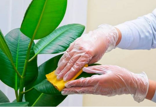 5 loại cây đẹp nhưng là khắc tinh của Thần Tài, khiến gia đạo có thể lụi bại: Nhà giàu không bao giờ trồng