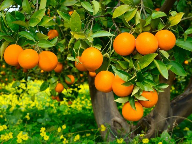 Trước nhà cứ trồng 9 cây này, tài lộc dồi dào, con cháu có thể đời đời phú quý