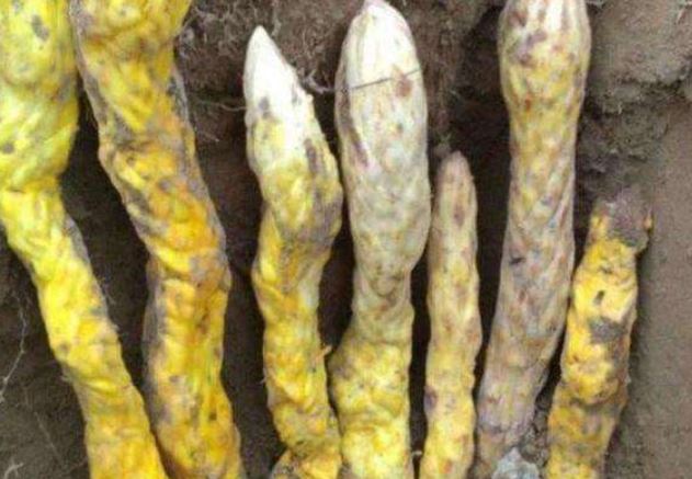 Lão nông đào đất đụng 7 "con rắn", chuyên gia "lập tức phong tỏa hiện trường!"