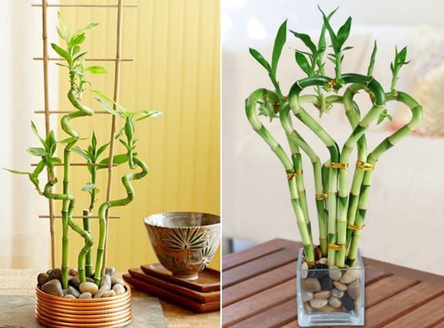 Trong bếp có 3 loại cây này, tài lộc có thể vượng phát, đời đời ấm no