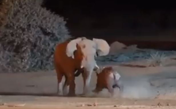 Video giao tranh ác liệt giữa hai gã khổng lồ voi và tê giác