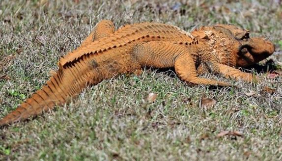 Kỳ lạ cá sấu chuyển mầu vì môi trường