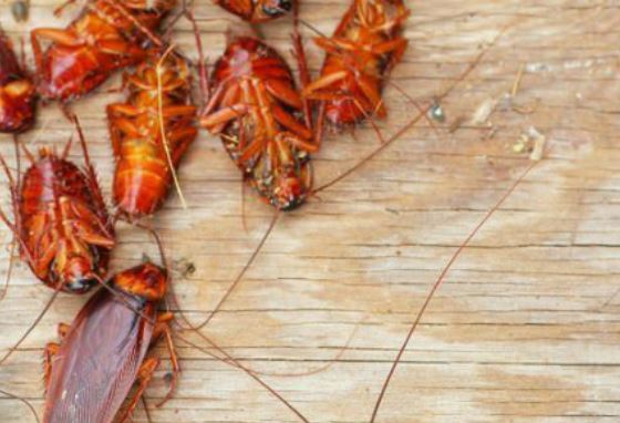 Tuyệt chiêu để trong nhà bạn không có con gián nào mà không cần thuốc diệt