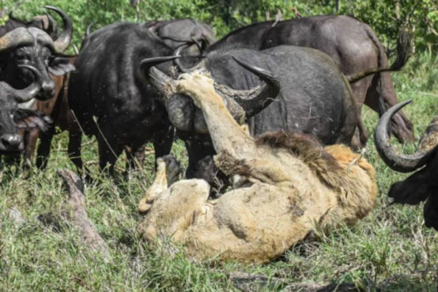 Sư tử ‘hóa mèo bệnh’ khi đối mặt với bầy trâu rừng hung dữ