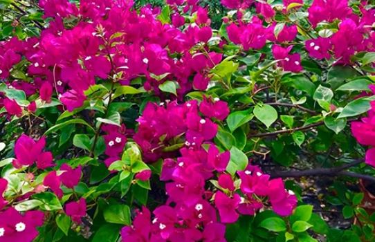 Hoa giấy lười ra hoa: Cho ăn ngay 1 thìa nước này hoa tuôn như suối, từng chùm to rực rỡ