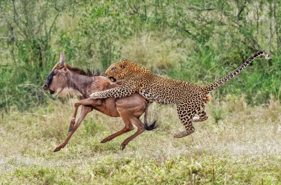 Báo hoa mai nằm 3 giờ chờ con mồi, nhưng chỉ mất 5 giây để hạ gục linh dương đầu bò