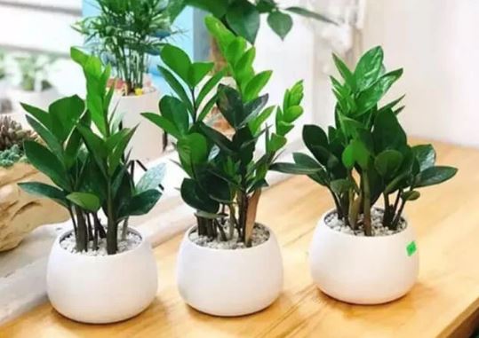 5 vị trí đặt cây kim tiền hút lộc, tiền của có thể vào như nước mà rất nhiều người không biết