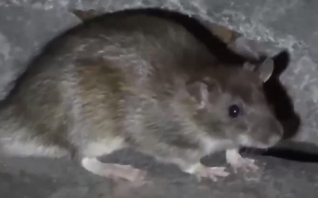 Mỹ sử dụng phương pháp nguyên thủy nhất để diệt chuột cống, hiệu quả không ngờ
