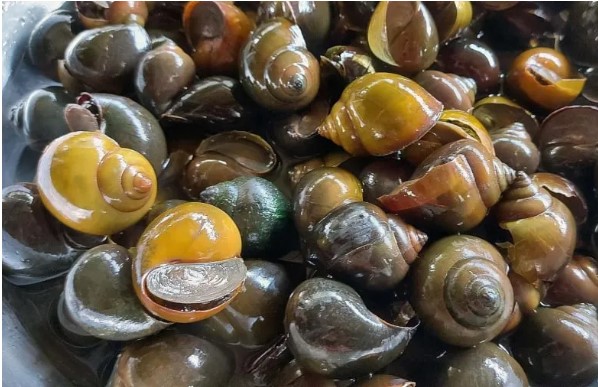 Thực phẩm giàu canxi hơn tôm, cá nhưng chế biến theo cách này dễ gây hại, nhất là với gan