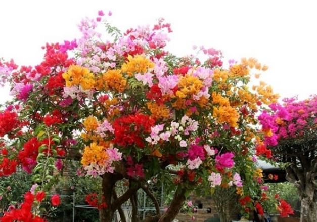 Tưới gia vị này vào đất, hoa giấy sẽ không bao giờ vàng lá, hoa rực rỡ quanh năm