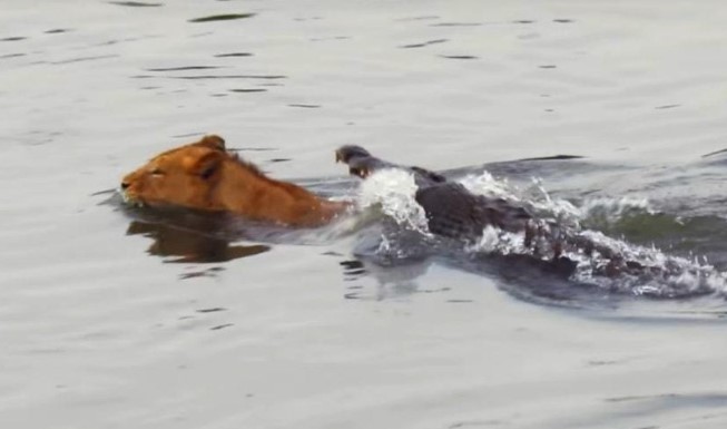 Liều lĩnh bơi qua sông, sư tử suýt trở thành bữa ăn cho cá sấu