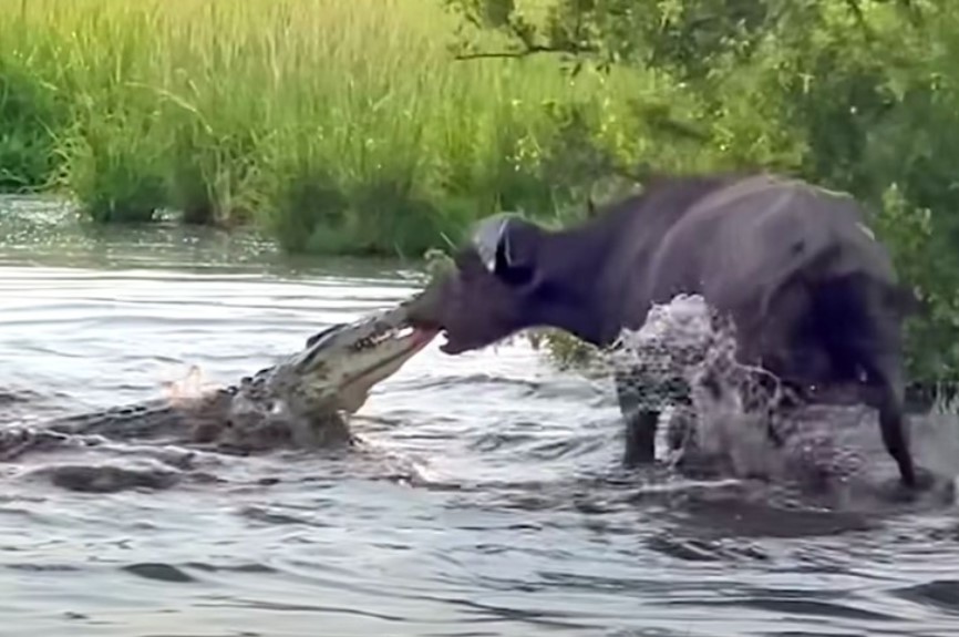 Bị cá sấu sông Nile tấn công, trâu rừng dùng "thần lực" kéo văng cả con quái thú lên bờ