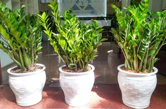 Cây kim tiền có 4 thói quen nhỏ, ai biết được cây đâm chồi, ra hoa gọi lộc vào nhà