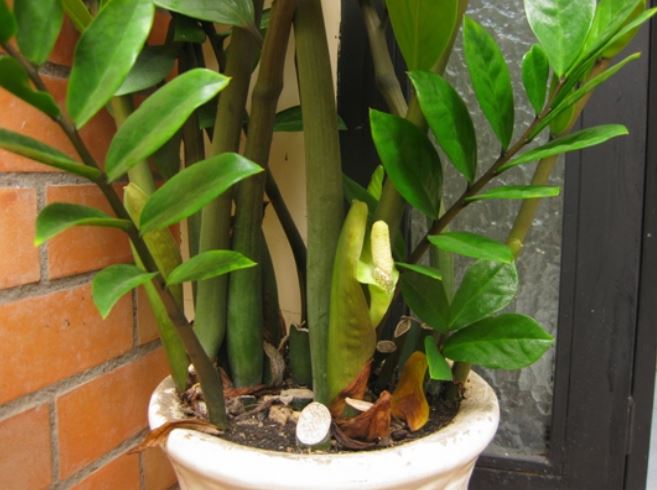 C&#xE2;y kim ti&#x1EC1;n th&#xED;ch &#x103;n nh&#x1EA5;t 3 th&#x1EE9;, v&#xF9;i m&#x1ED9;t &#xED;t v&#xE0;o ch&#x1EAD;u ch&#x1ED3;i &#x111;&#xE2;m &#x2018;b&#x1EA7;n b&#x1EAD;t&#x2019;, d&#x1EC5; tr&#x1ED5; hoa