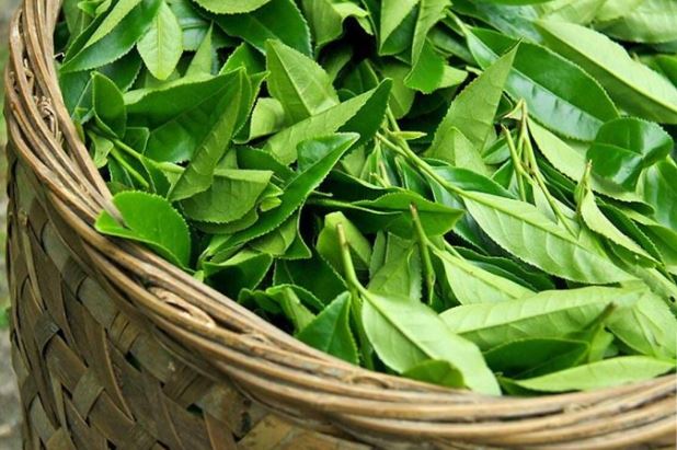 Tác dụng của chè xanh với phụ nữ