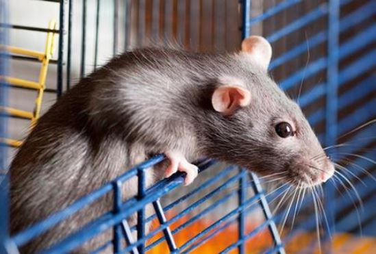 Chuột chạy rầm rầm trên trần nhà: Làm cách này là diệt sạch, chẳng tốn 1 xu