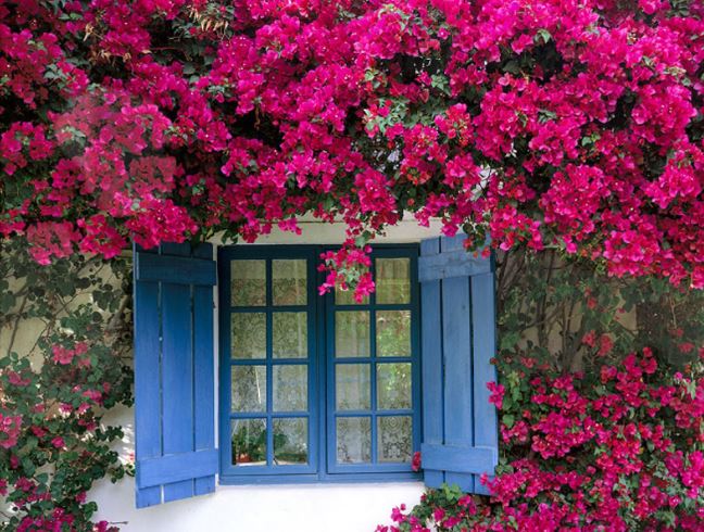 Hoa giấy vừa tàn hãy thêm ngay thứ này vào gốc: Cây ra hoa liên tục, rực rỡ vào mùa sau